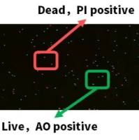 组织单细胞制备