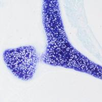 甲苯.胺蓝染色实验服务