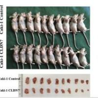 皮下植瘤原位瘤模型