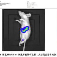 裸鼠肝原位瘤药效评估