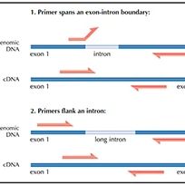 mRNA RT-qPCR检测