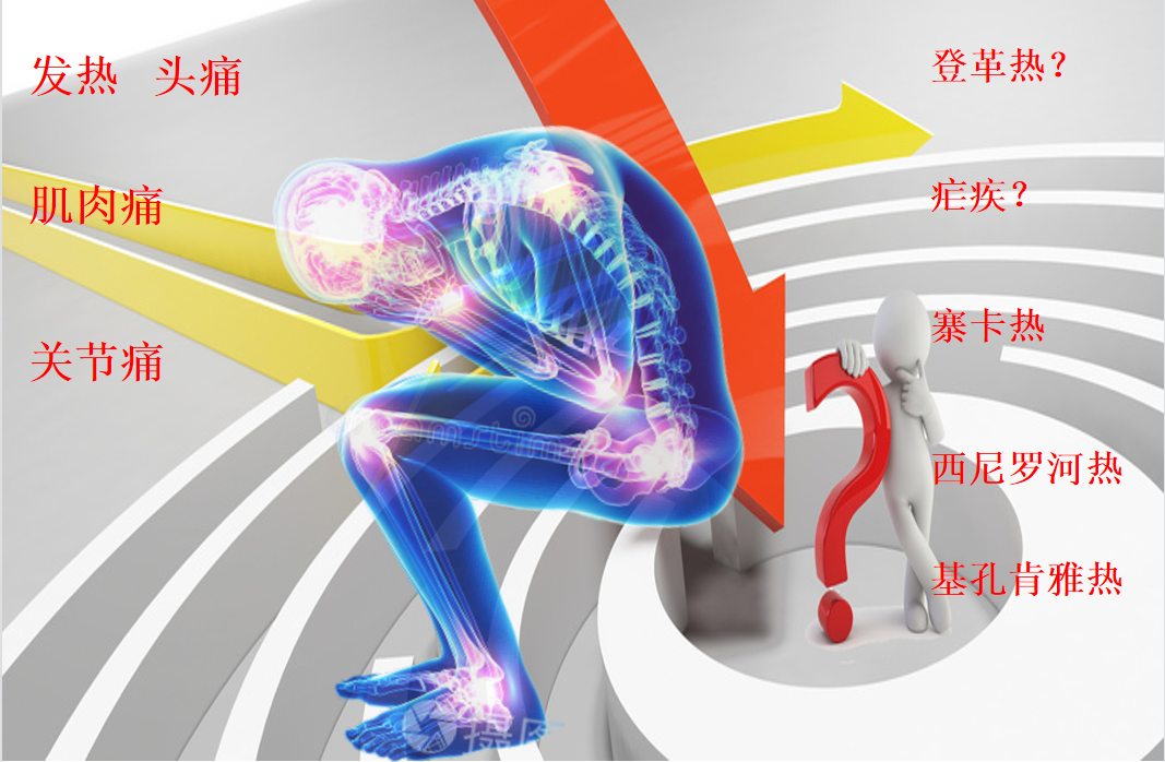 基孔肯雅热与登革热有哪些区别？