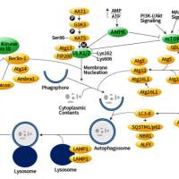 细胞自噬研究