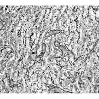 网状纤维染色银染实验服务