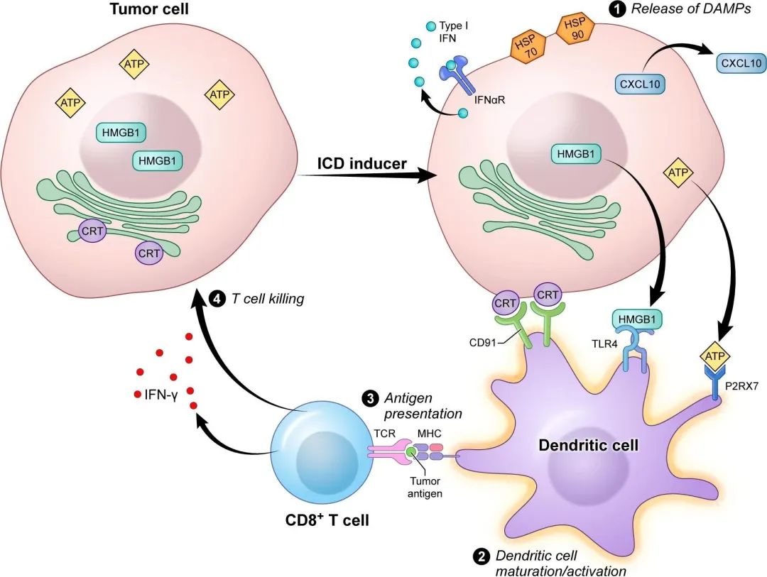 深度解析ADC药物（附临床前研究模型）
