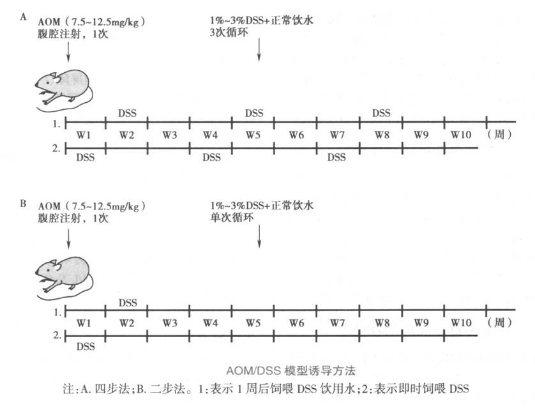直结肠癌动物模型
