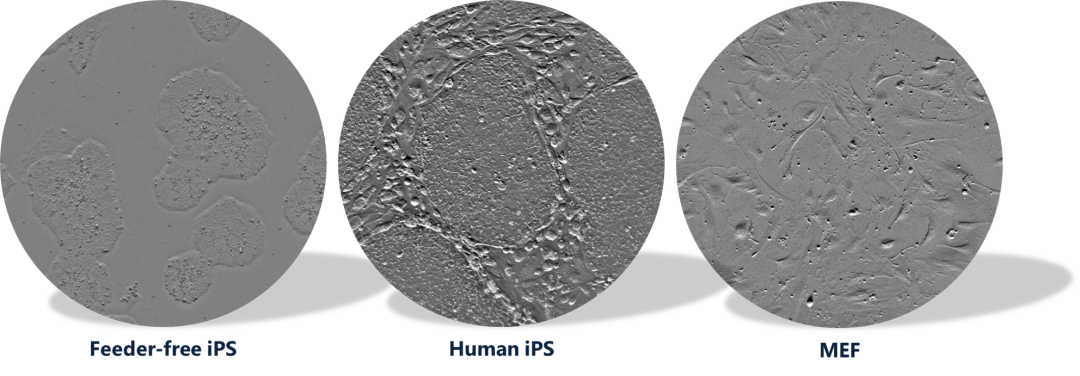 新品发布丨CM30 细胞培养智能质控小助手