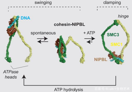 视频级原子力实时成像粘连蛋白介导DNA环挤出的过程 