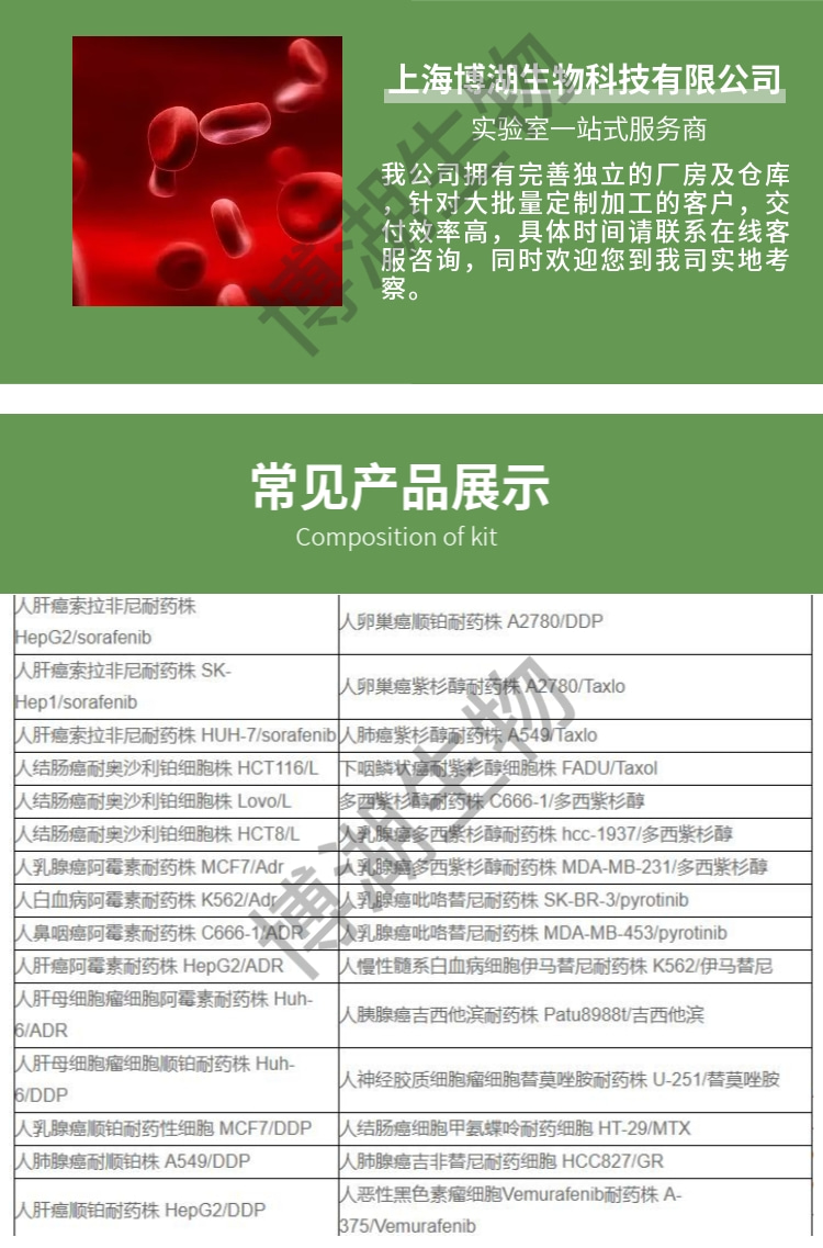 大鼠肝卵圆细胞