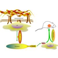 DSPE-PEG-整合素靶向肽，DSPE-PEG-RGD/cRGD/iRGD