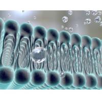 DSPE-PEG-细胞穿膜肽，DSPE-PEG-TAT/MPG/R8/ANG/R6H4/BR2