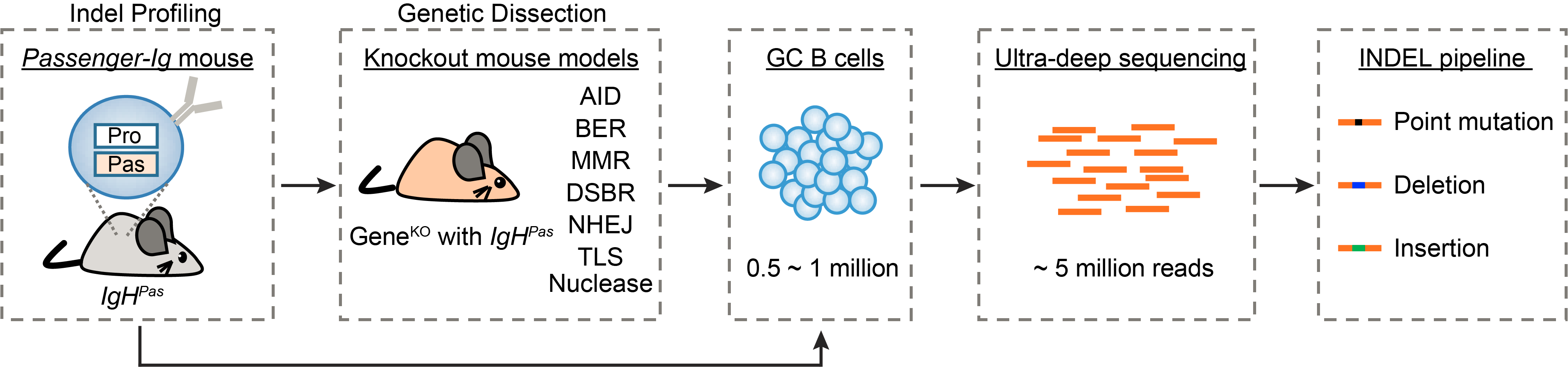 Sci Immunology | 南模生物助力揭示抗体多样化过程中抗体基因DNA片段缺失和插入产生的分子机制