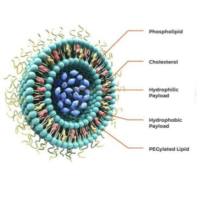 魅罗科技MeloPEG脂质体纳米颗粒定制服务