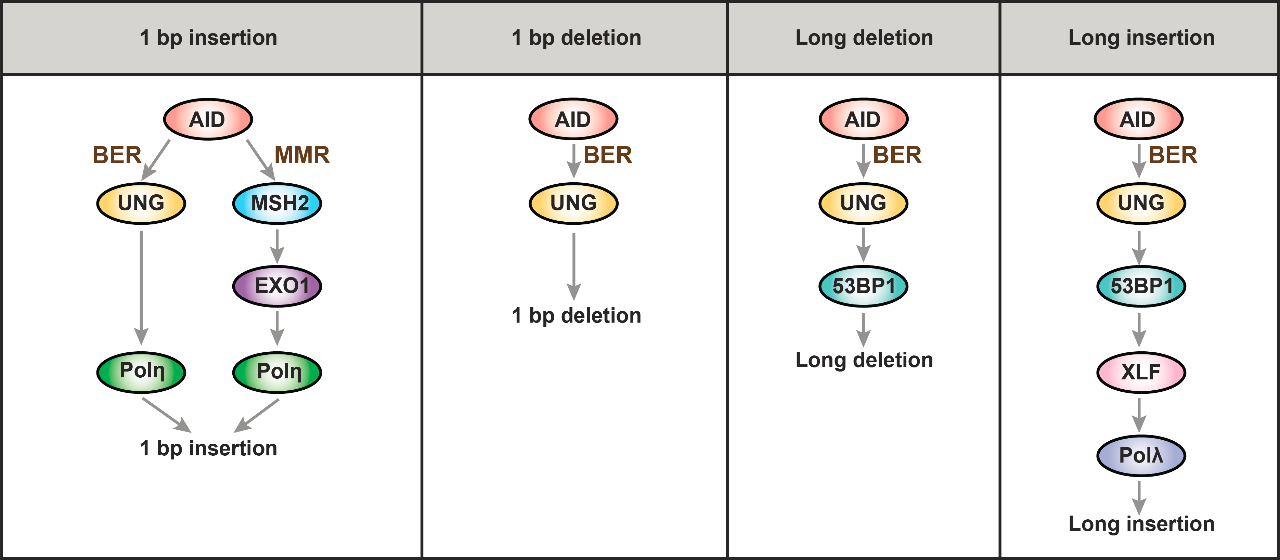 Sci Immunology | 南模生物助力揭示抗体多样化过程中抗体基因DNA片段缺失和插入产生的分子机制