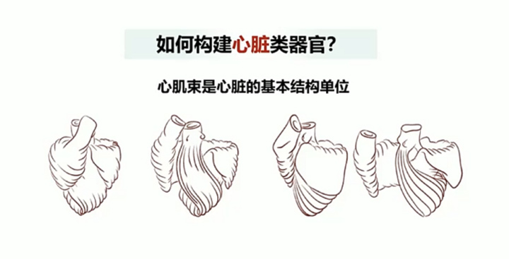 错过张冬卉教授直播的，一起来看“心脏类器官构建”的未来！