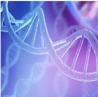 聚氨基酸，PEG聚氨基酸嵌段共聚物定制