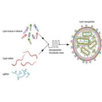MeloPEG提供LNP包裹服务技术