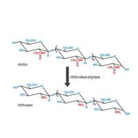 小分子偶联修饰壳聚糖衍生物,CS-MAL CS-FITC CS-SH
