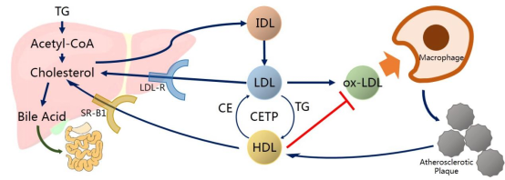 Elabscience_血脂四项的检测及常见问题