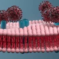 多种官能团修饰磷脂化聚乙二醇，DSPE-PEG-NHS/MAL/SH/NH2/FA/FITC/Biotin/N3/CHO/OPSS