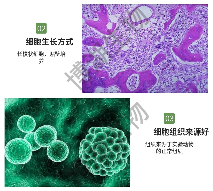 大鼠肝卵圆细胞