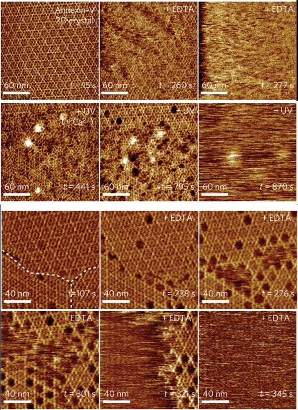 超高速视频级原子力实时成像研究膜蛋白的形成过程