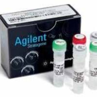 支原体检测试剂盒