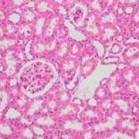 内分泌代谢类动物模型