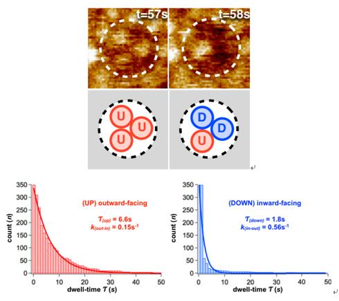 超高速视频级原子力实时成像研究膜蛋白的形成过程