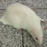 内耳巨噬细胞清除小鼠模型