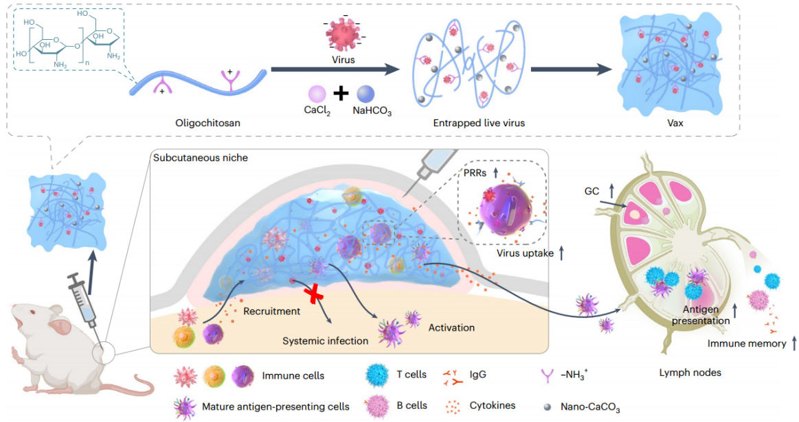 Nature Biomedical Engineering|病毒包埋水凝胶Vax成为即用型疫苗的开发新思路