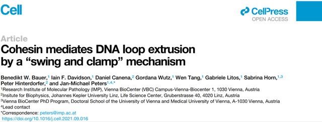 视频级原子力实时成像粘连蛋白介导DNA环挤出的过程