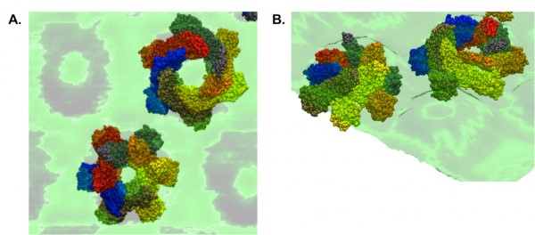 超高速视频级原子力实时成像研究膜蛋白的形成过程