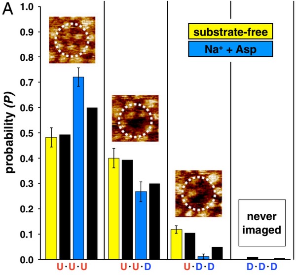 超高速视频级原子力实时成像研究膜蛋白的形成过程
