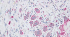 外科类动物模型