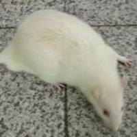 老年性聋小鼠模型