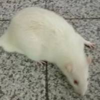 听神经损害小鼠模型