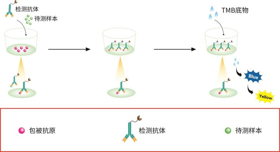 间接竞争法 ELISA 操作步骤