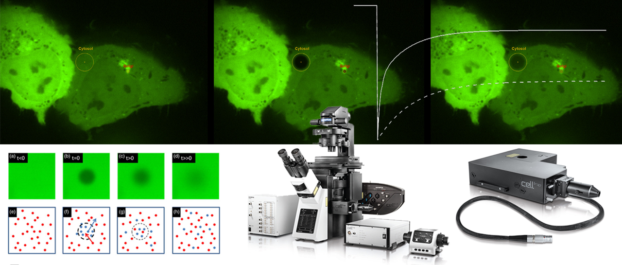 FRAP显微镜在化学和材料科学中的应用