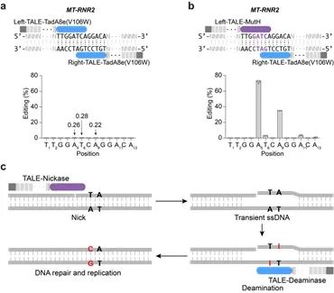 Nature Biotechnology | 北京大学生命科学学院魏文胜课题组报道新型线粒体碱基编辑器