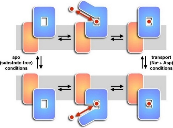 超高速视频级原子力实时成像研究膜蛋白的形成过程