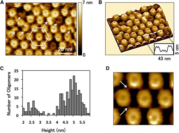 超高速视频级原子力实时成像研究膜蛋白的形成过程