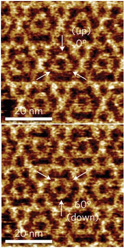 超高速视频级原子力实时成像研究膜蛋白的形成过程