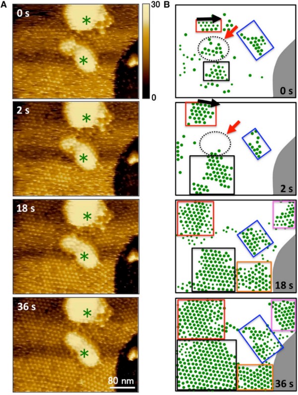 超高速视频级原子力实时成像研究膜蛋白的形成过程