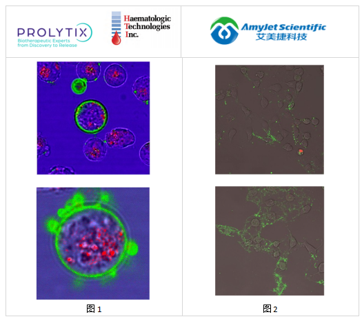 Prolytix牛乳粘蛋白丨Haematologic Technologies方案 Prolytix牛乳粘蛋白丨Haematologic Technologies方案