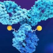 抗体亲和力成熟服务|体外亲和力成熟服务