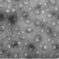 Exosome透射电镜TEM检测