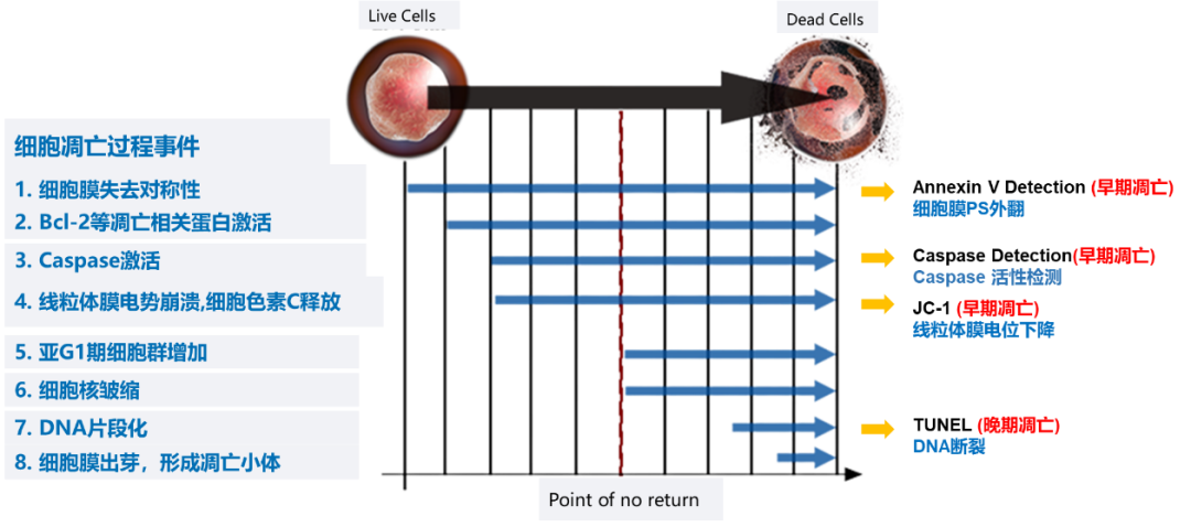 Elabscience伊莱瑞特生物年中大促 |凋亡/焦亡检测试剂盒7折特惠