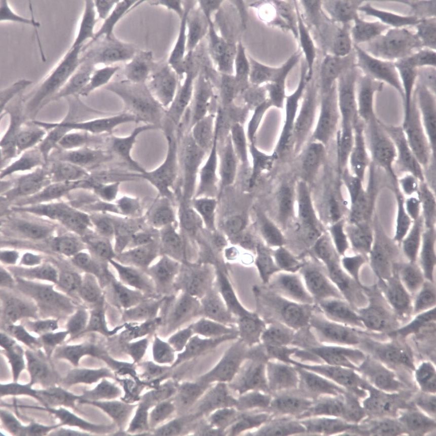 NRK-49F大鼠正常肾细胞