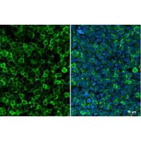 Iba1 antibody [HL1880]